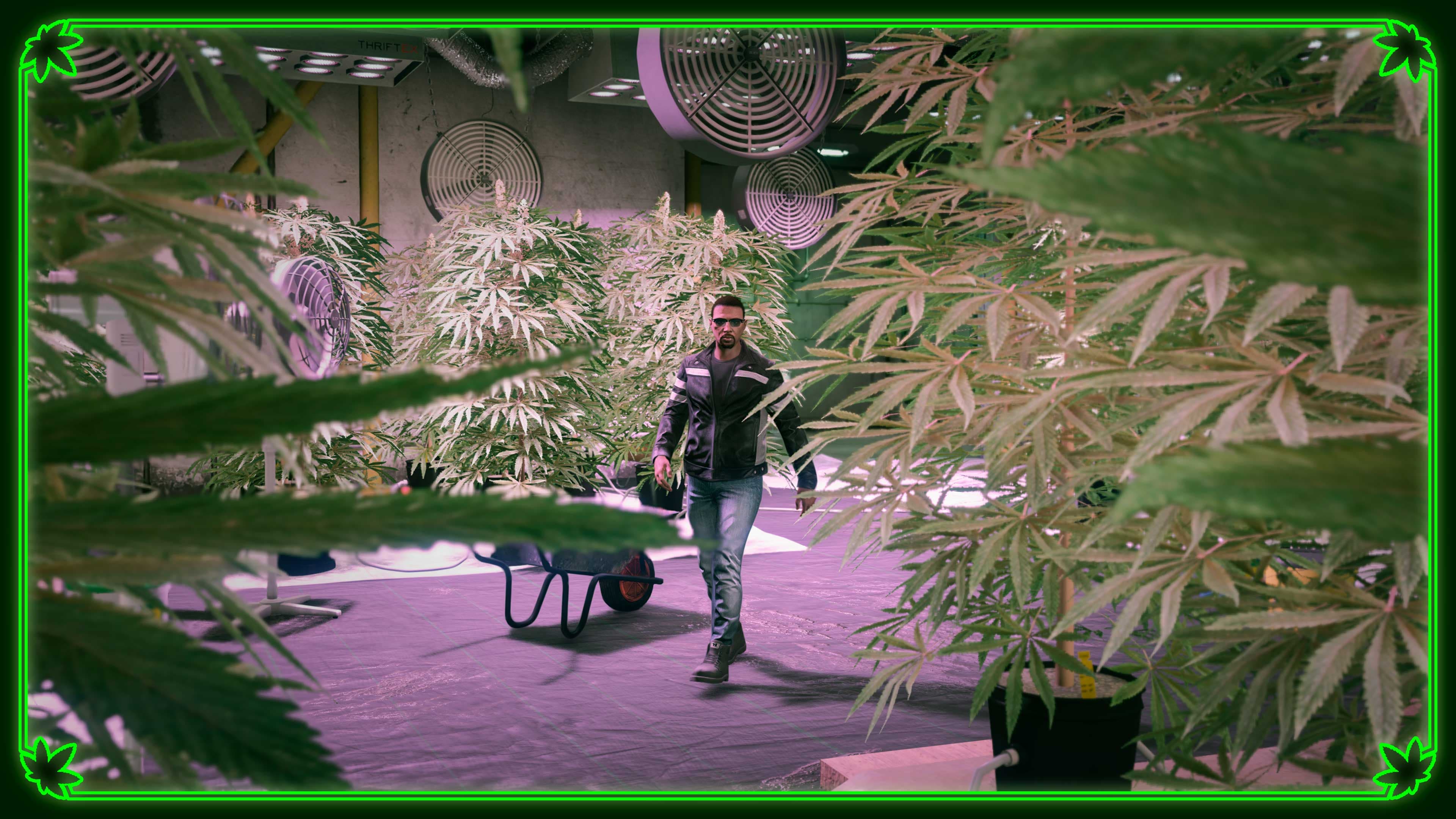 GTA Online, Official, Location, Weed Farm